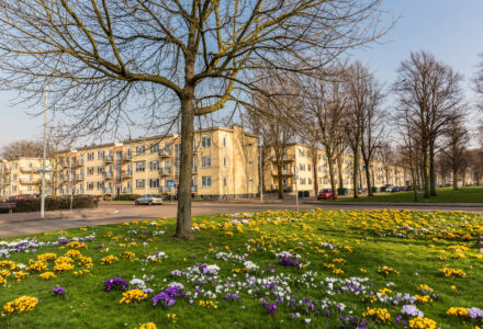 Aagje Dekenlaan in Moerwijk in de Lente. Paarse, lila en gele krokussen staan in de bloei op een grasveld. Naast het grasveld kruisen twee autowegen elkaar. Naast de wegen staan veel hoge bomen. Aan de overkant van de weg is een lichtgeel gebouw met woningen. Het gebouw heeft 3 verdiepingen.