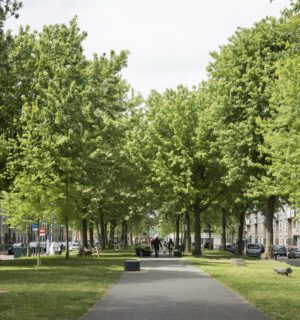 Straat met bomen in Molenwijk.